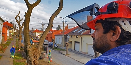 Megkezdték a platánfák metszését a Felszabadulás utcában Megkezdték a platánfák metszését a Felszabadulás utcában