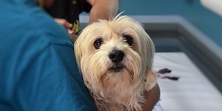 Szinte lehetetlen éjszaka állatorvost találni, csak önkéntes ügyelet működik Baranyában