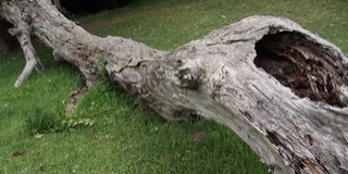 Leszakadt faág akadályozta a forgalmat Mohácson