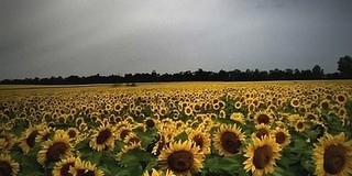 Borús, csapadékos időjárással kezdődik a hét, de azért ez már tényleg tavasz