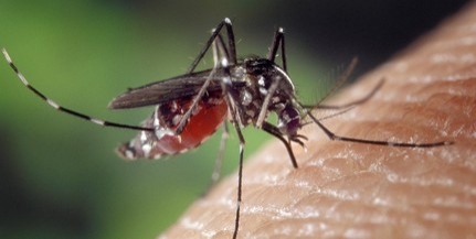 Ha már a katasztrófavédők szerint is sok a szúnyog Mohácson, akkor biztos így is van