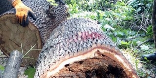 Kizárólag a beteg fákat vágják ki a félmilliárd forintból megújuló Szepessy parkban