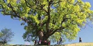 Döntős a szebényi Nagy Fa Az Év Fája versenyben