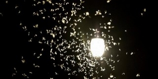 Megkezdődött a kérészek rajzása a Dunán - Fénysorompóval segítenének nekik