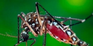 Nyugat-nílusi lázban halt meg egy férfi Pélmonostoron, 26-an megfertőződtek