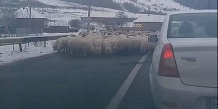 A főútról sót nyalogató juhok okoztak torlódást