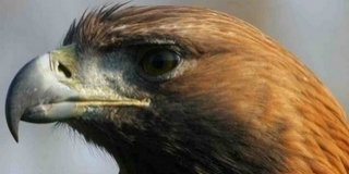 Készül az új sasleltár: a Mohács környékén telelő madarakat is számba veszik