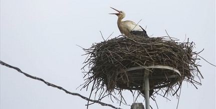 Zalába már megérkeztek az első gólyák