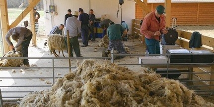 Itt a tavasz, elkezdték a birkák nyírását Itt a tavasz, elkezdték a birkák nyírását