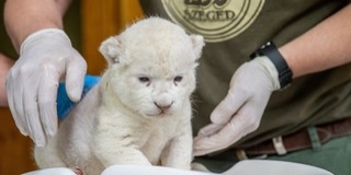 Fehér oroszlán született a Szegedi Vadasparkban