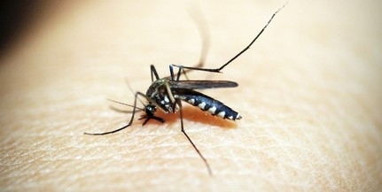 Kedden végzik Mohácson a repülőgépes szúnyogirtást