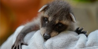 Anyja helyett a gondozója eteti az újszülött mosómedvét