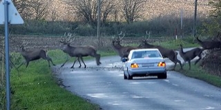 Csaknem 150 szarvas vágtázott át egy úton Mohács közelében - Videó!