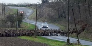 Több száz szarvas vágtázott át az úton Mohács közelében - Videó!
