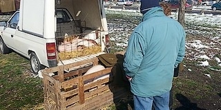 Szombaton már vásárba is mehetünk Mohácson