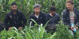 Nem kukoricáznak: újabb migránsokat fogtak Majs közelében Nem kukoricáznak: újabb migránsokat fogtak Majs közelében
