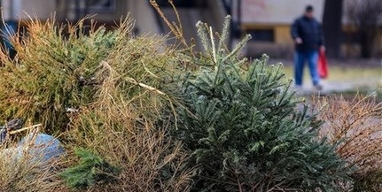 Idén nem a főtéri máglyán végzik a mohácsi karácsonyfák, mégis megoldják az újrahasznosításukat