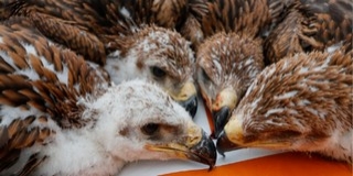 Világrekorddal zárulhat a parlagi sasok idei költési szezonja