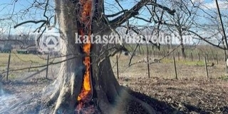Vízágyúval oltották egy sátorhelyi, hatalmas fa odvában keletkezett tüzet