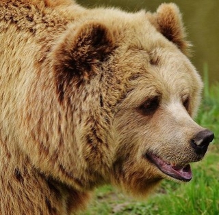 Volt egyszer egy mohácsi állatkert: rókát, farkast, de még medvét is láthatott a közönség