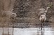 Népes darucsapatot fotóztak le a Mohácsi-szigeten