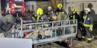 Malacokat mentettek ki egy lángoló sertéstelepről Véménden