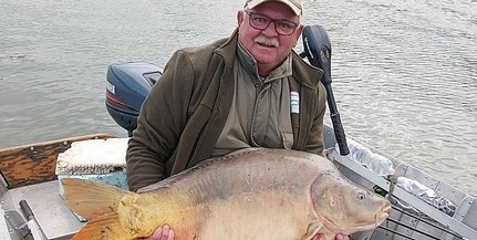 Hatalmas, huszonkét kilogrammos pontyot fogott egy horgász Mohácsnál! Hatalmas, huszonkét kilogrammos pontyot fogott egy horgász Mohácsnál!