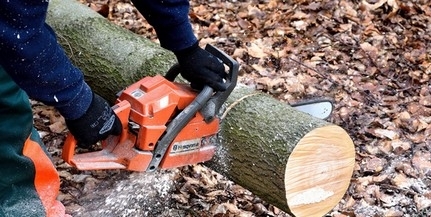 Fakivágás miatt korlátozzák a forgalmat Mohács belvárosában Fakivágás miatt korlátozzák a forgalmat Mohács belvárosában