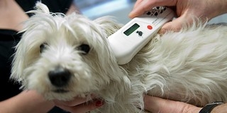 Nem mindennapi mohácsi siker: dr. Papp Ibolya ma megkapta 