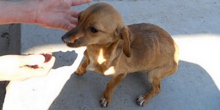 Elhanyagolt, lesoványodott kutyákat kellett kimenteni egy lakatlan mohácsi házból