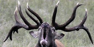 Pócsai udvarán tartott egy szarvast, előállították a mohácsi zsaruk