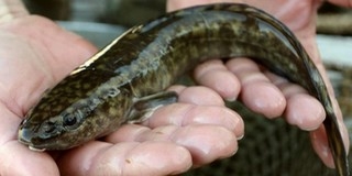 Március 15-én nyitnak a Mohács környéki horgásztavak