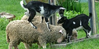 A bárányok, kecskegidák, nyuszik csütörtöktől várják a gyerekeket