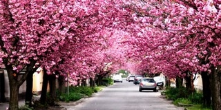 Páratlanul szép látványt nyújt Mohácson tavasszal a Táncsics Mihály utca