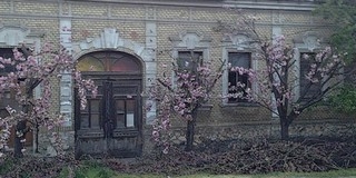 Barbár csonkítás a hálózatok mentén: a város a munkák leállítását kezdeményezte