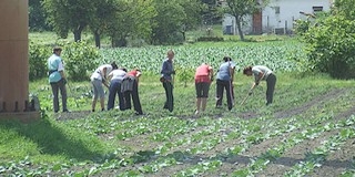 Újabb 209 főt vontak be helyben a közfoglalkoztatásba, így már közel 500-an dolgoznak