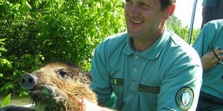 Egy szerencsés vadmalac csónakkal jutott partra