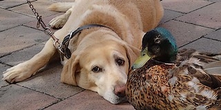 A kompon költő vadkacsa után már van kutyával barátkozó is