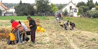 Mohács közétkeztetési konyháit látják el friss zöldségfélékkel Mohács közétkeztetési konyháit látják el friss zöldségfélékkel
