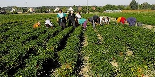 Bővülő termékskála: szedik és értékesítik a chili paprikát a szigeti kertészetben