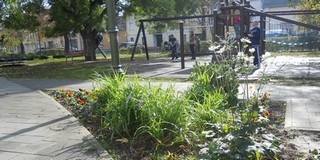 Mohácson a közterek mellett sok magánporta is virágos: Kövesdi Katalin főkertész tanácsai őszre