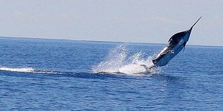 Madeira 97665 forinttól: hét éj szállodában, repülővel az örök tavaszba