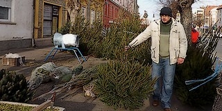 Többféle fenyőből, darabonként meghatározott áron válogathatunk a tűlevelűekből Mohácson