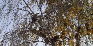 Fülesbaglyok: Mohácson csapatostól telepedtek le idén is a télire városlakó madarak