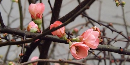 Mohácson a hóvirág, az ibolya és a japán birs is nyílik