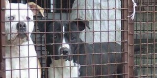 Mohács, Kutyatár: csak a költségek megfizetése után vihetők haza az elkobzott ebek