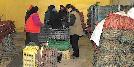 A Mohács-szigeti kertészetben februárban már elkezdődtek a tavaszi munkák