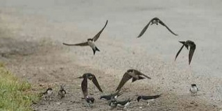 A gólyák után már a fecskék is megérkeztek Mohácsra - bajban Isten madarai