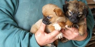 A Kutyatárban már készítik a házi kedvencek átmeneti befogadásához a bokszokat