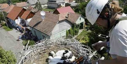 Pillantás a fészkekbe: Kölkeden is gyűrűzik a gólyákat